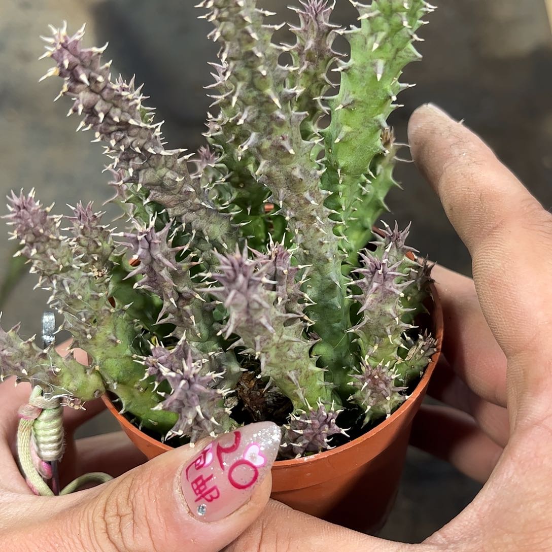 犀牛角有根发货有根发货