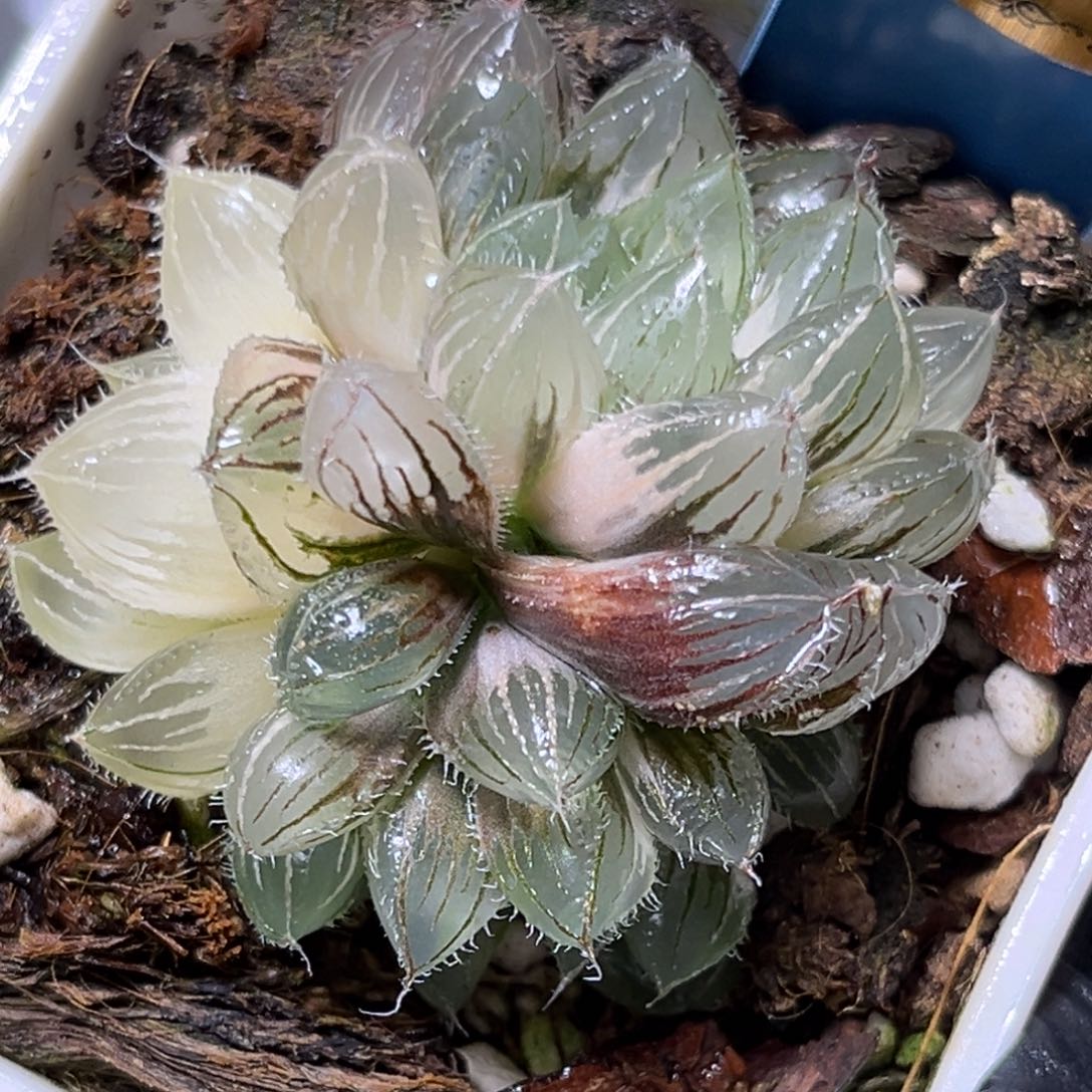 恭喜发财大吉大利748