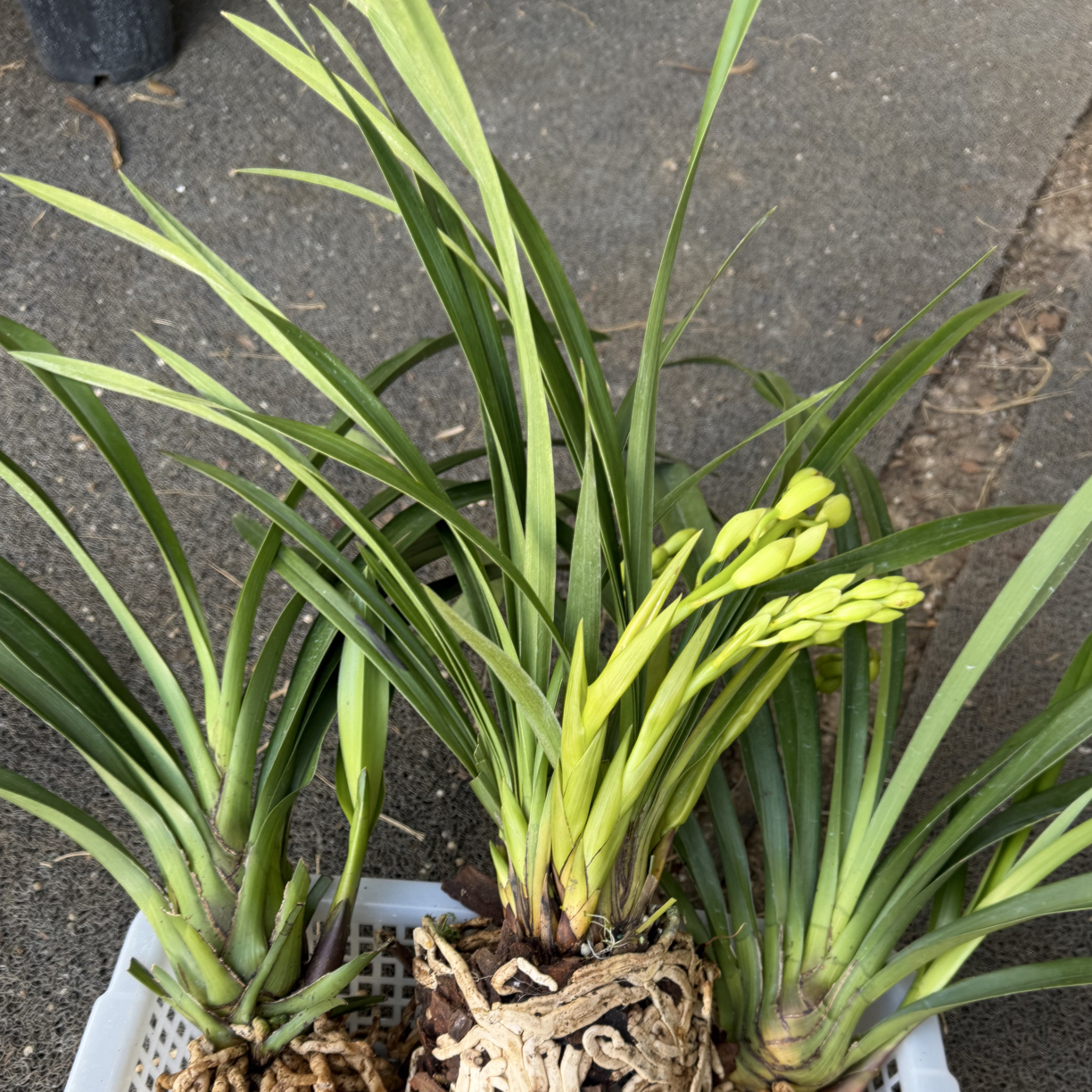 带花苞➕无花室内绿植花卉盆栽易养