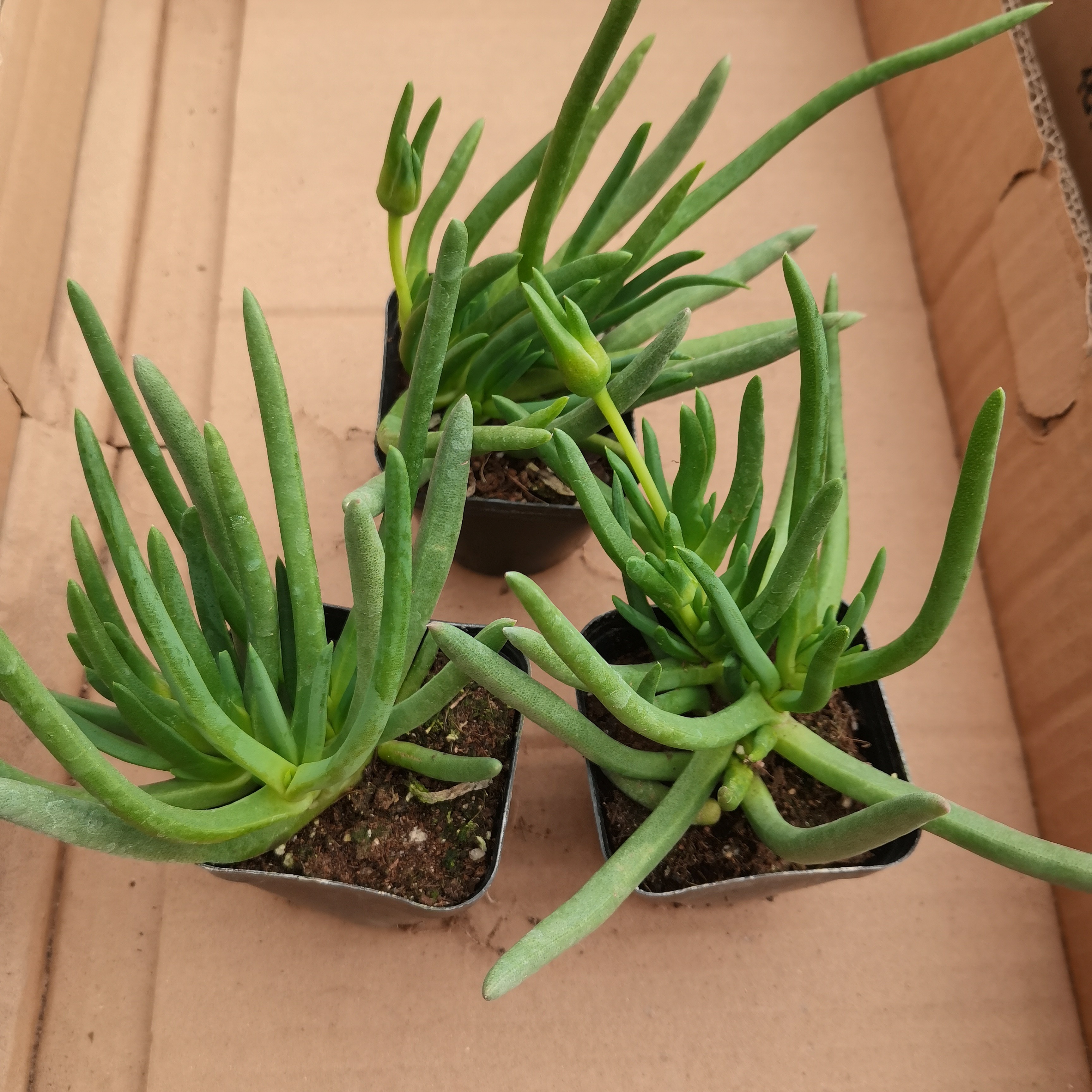 黑方盆奔龙一颗带花苞