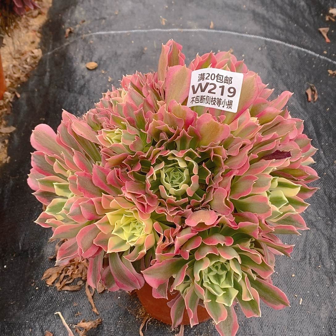 219白凤多肉法师锦