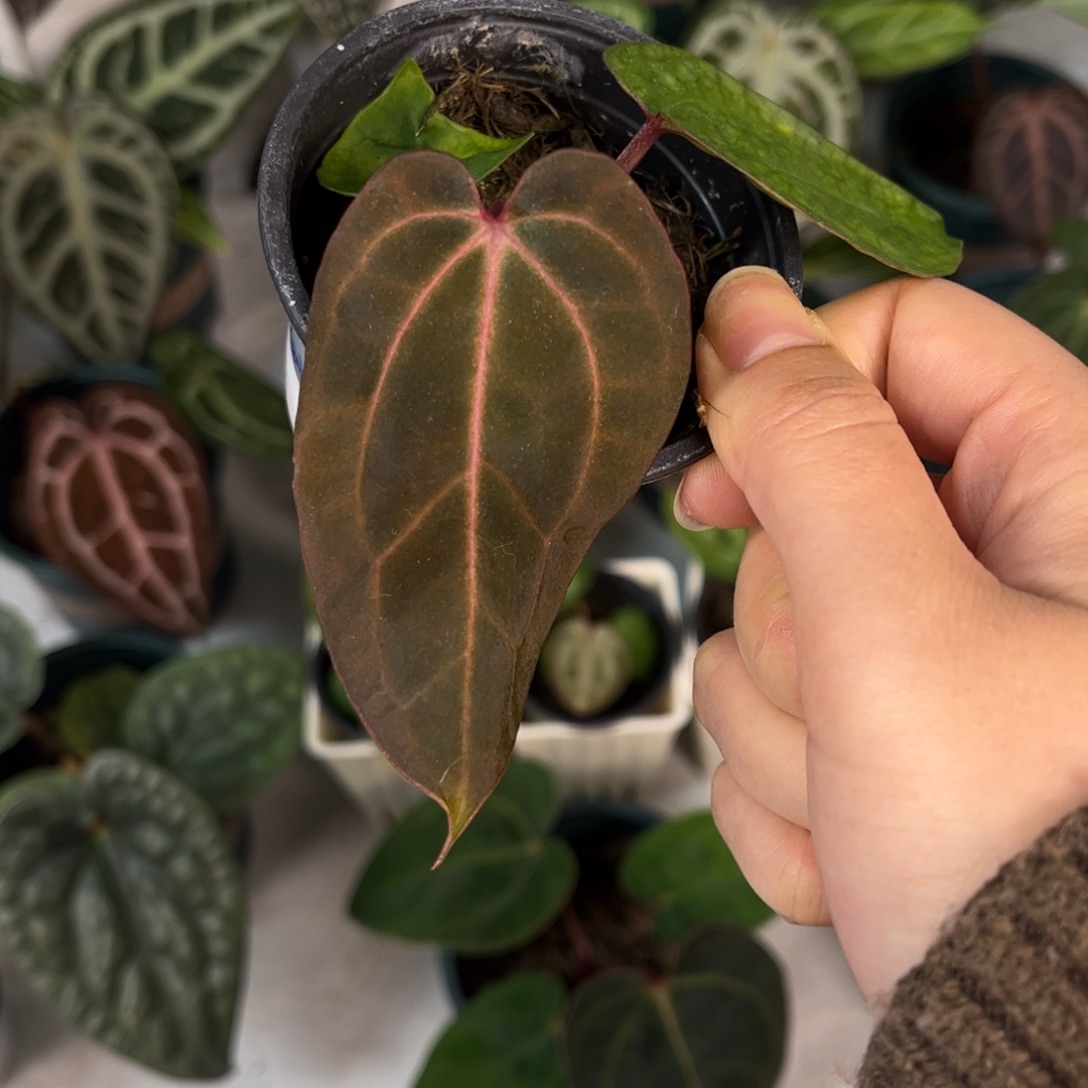 无花朵006 红脉无名杂黑桃