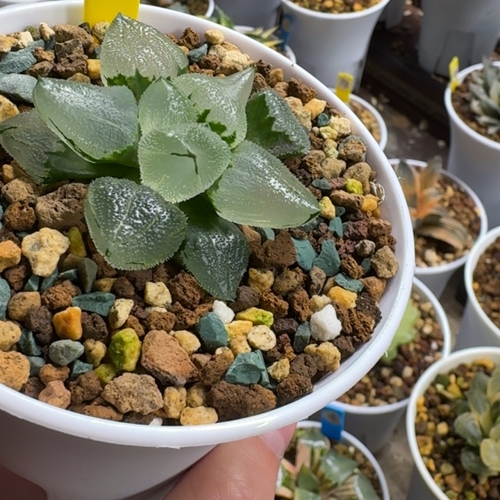 冰鸾玉111111111111111