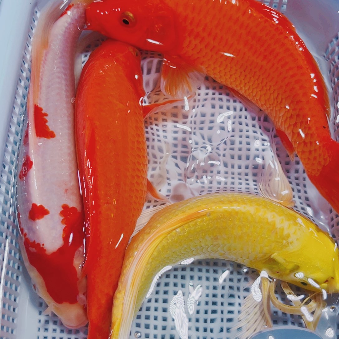 海水鱼锦鲤冷水131