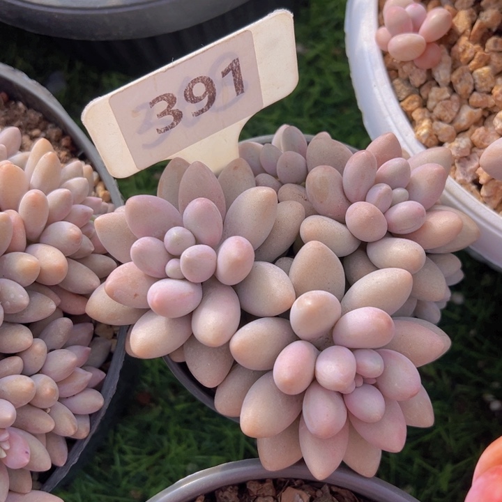 健健康康平平安安