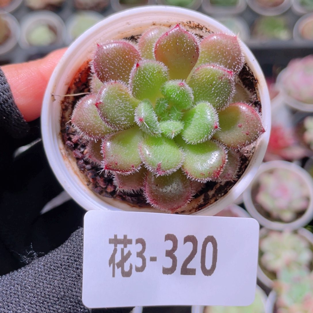 花利美3-320卡罗尔