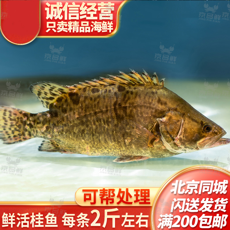 桂鱼 每条2斤左右 可帮忙处理好