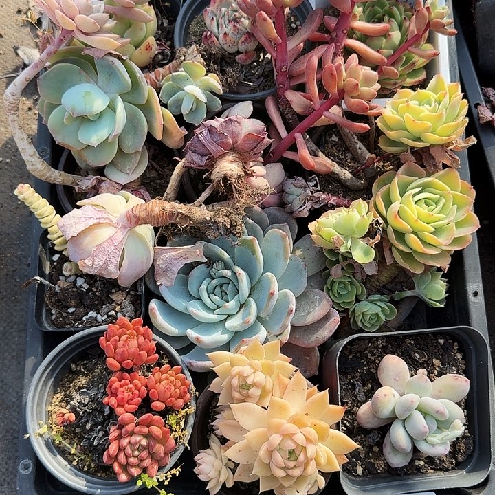 满20包邮多肉植物24-1