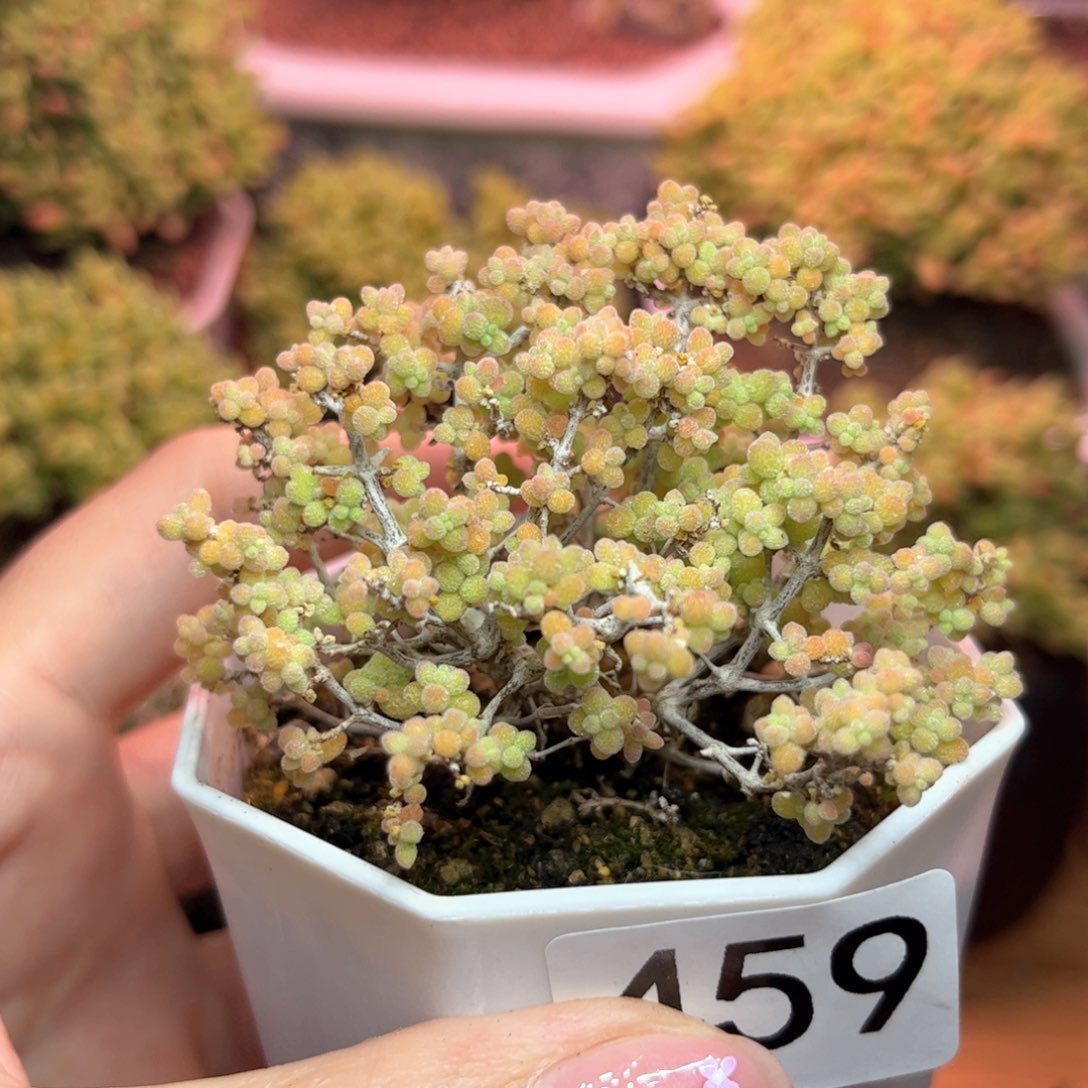 459米粒缀化可爱多肉