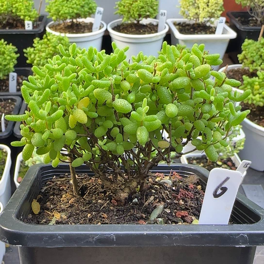 蜜橘糖球一物一拍