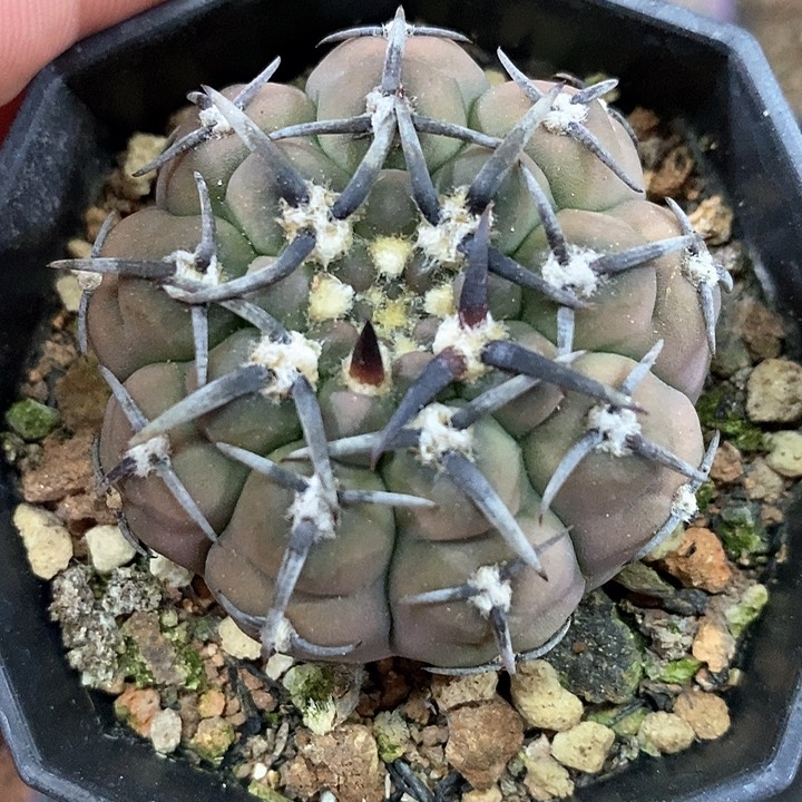 孤品实生顶级黑粗刺怪龙丸4.7cm