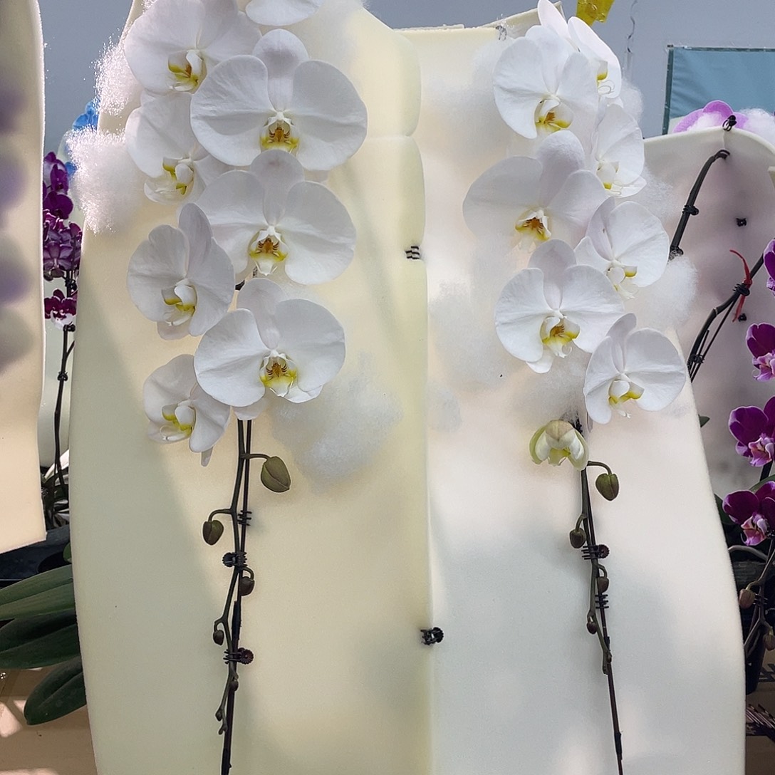 无花朵大白双花剑