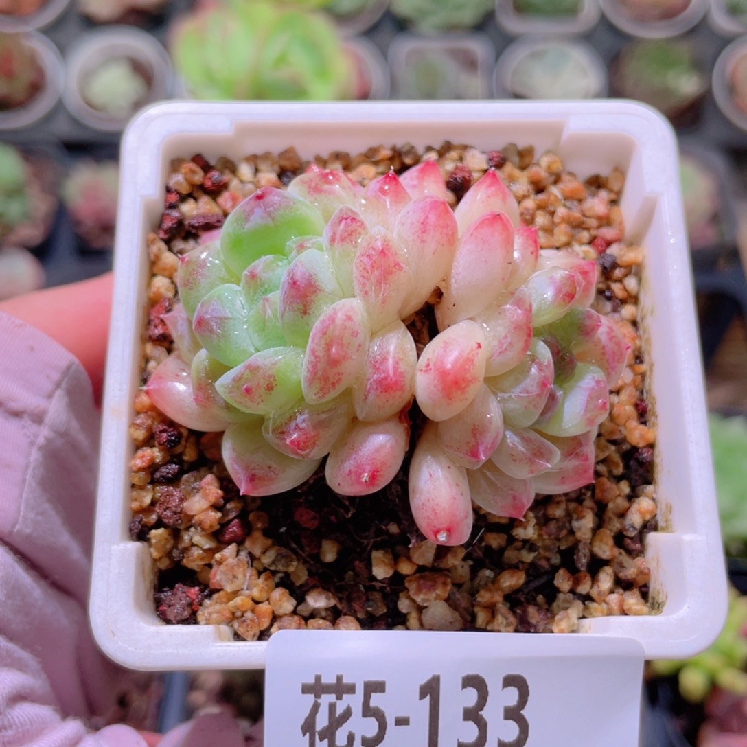 花利美5-133秘境冰魄
