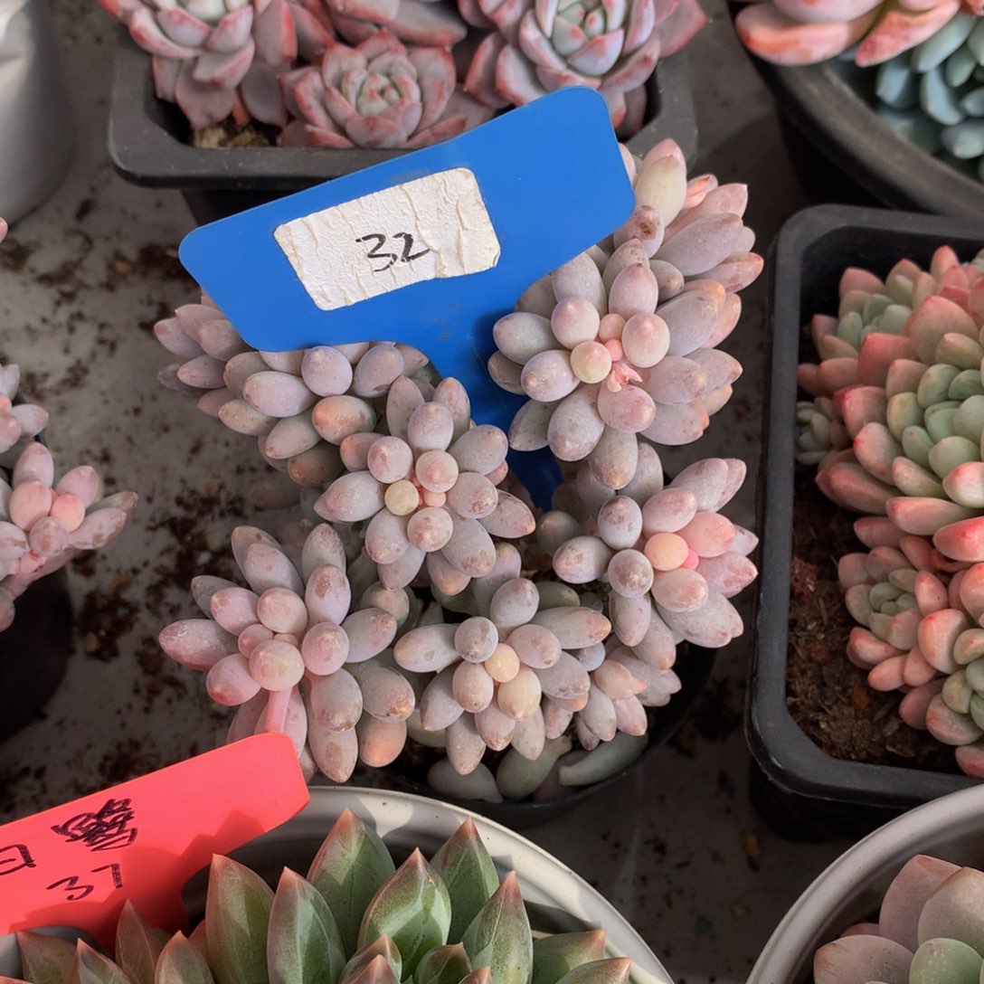 手指美人626272727272