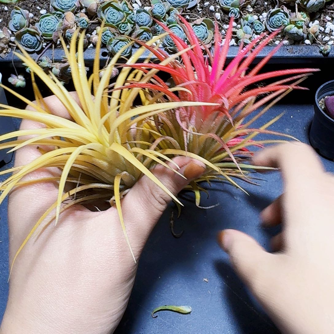 组合空气凤梨裸根2颗