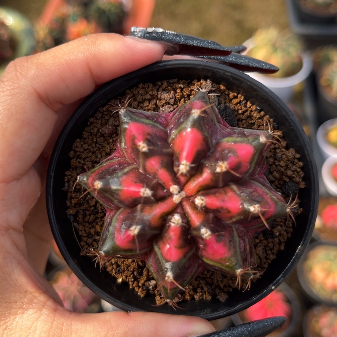 泰系米哈锦 带盆土发货