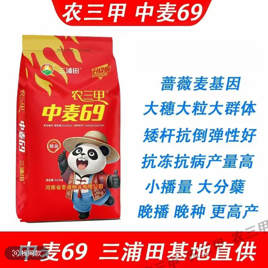 中麦69矮杆大穗挑战高产耐旱
