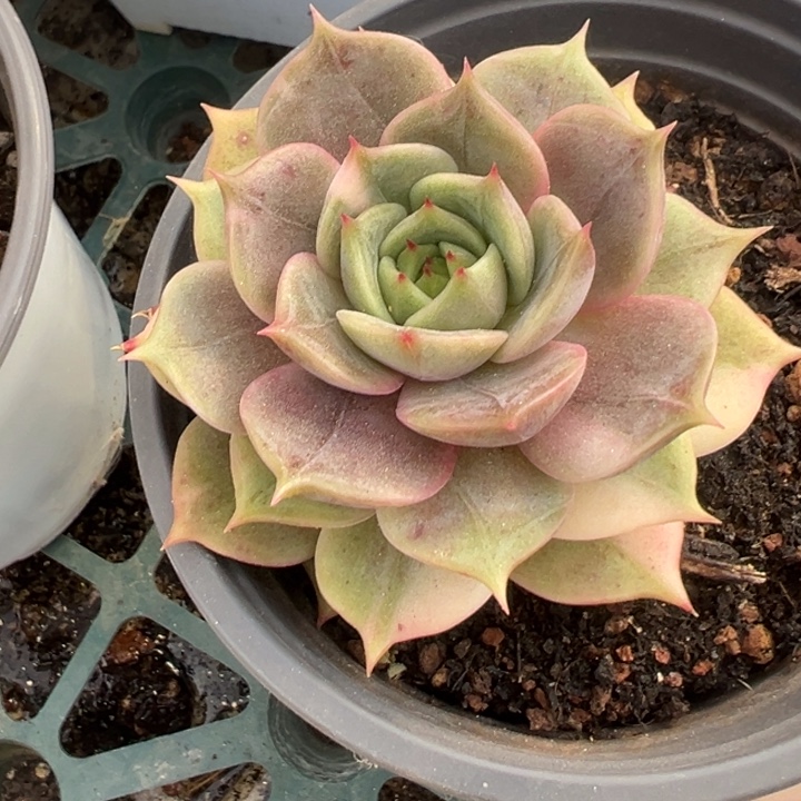 贝加尔湖锦一物一拍锦龙