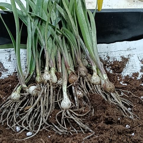 无花朵紫薇1.5发二个