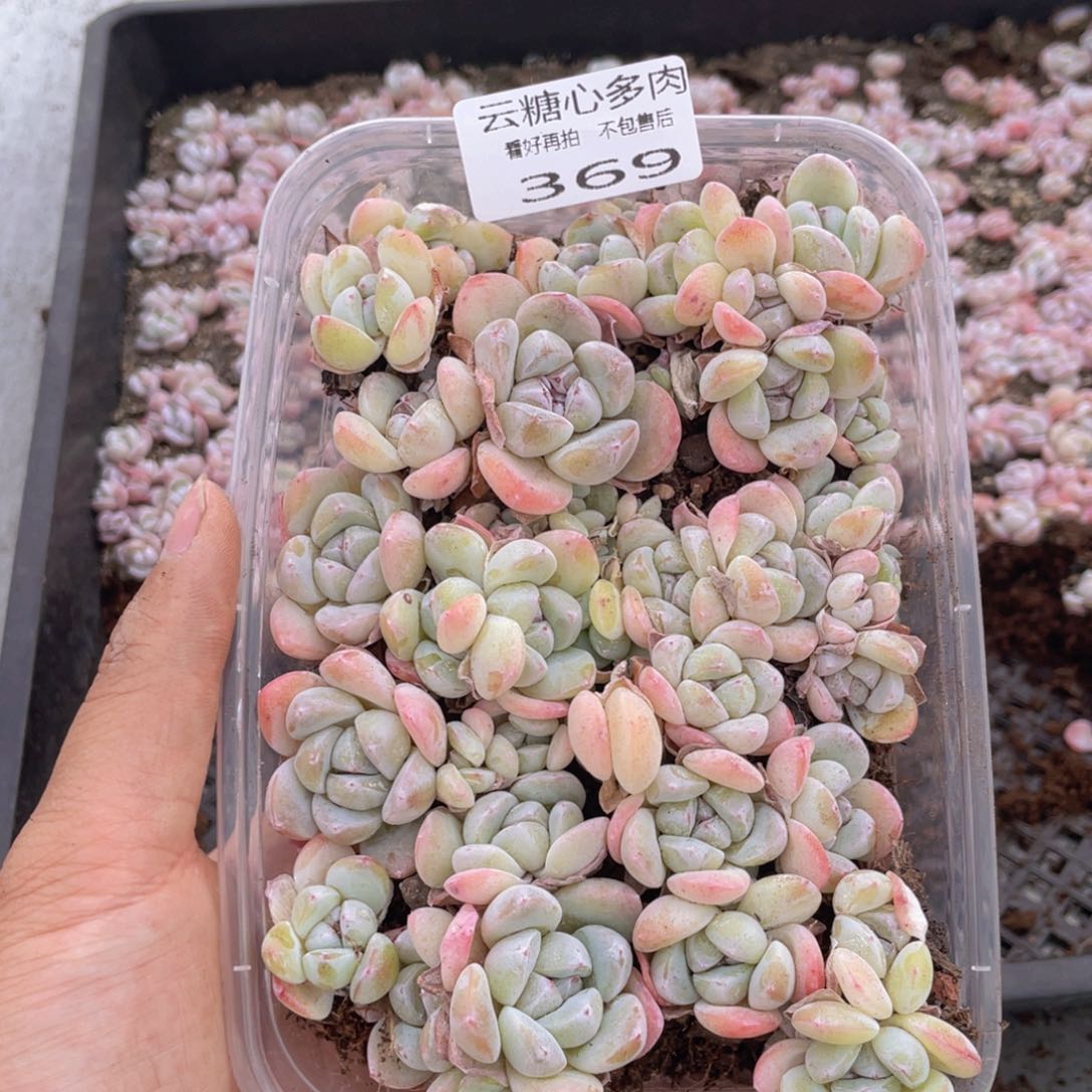 云糖心多肉植物369