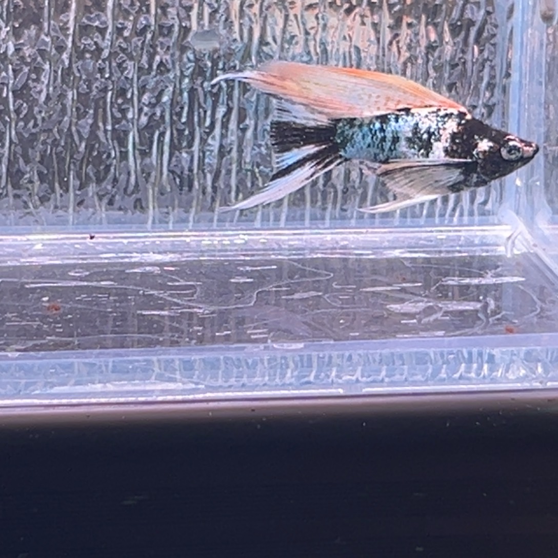 孔雀鱼玛丽鱼一条