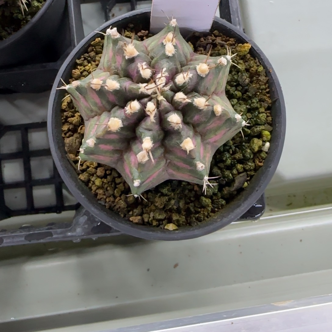 343-0212海神脱土发多肉