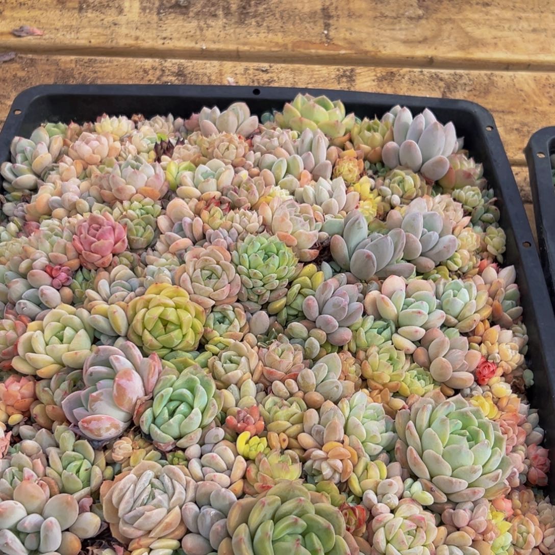 璐***瑶759多肉葡萄领导人物库资料