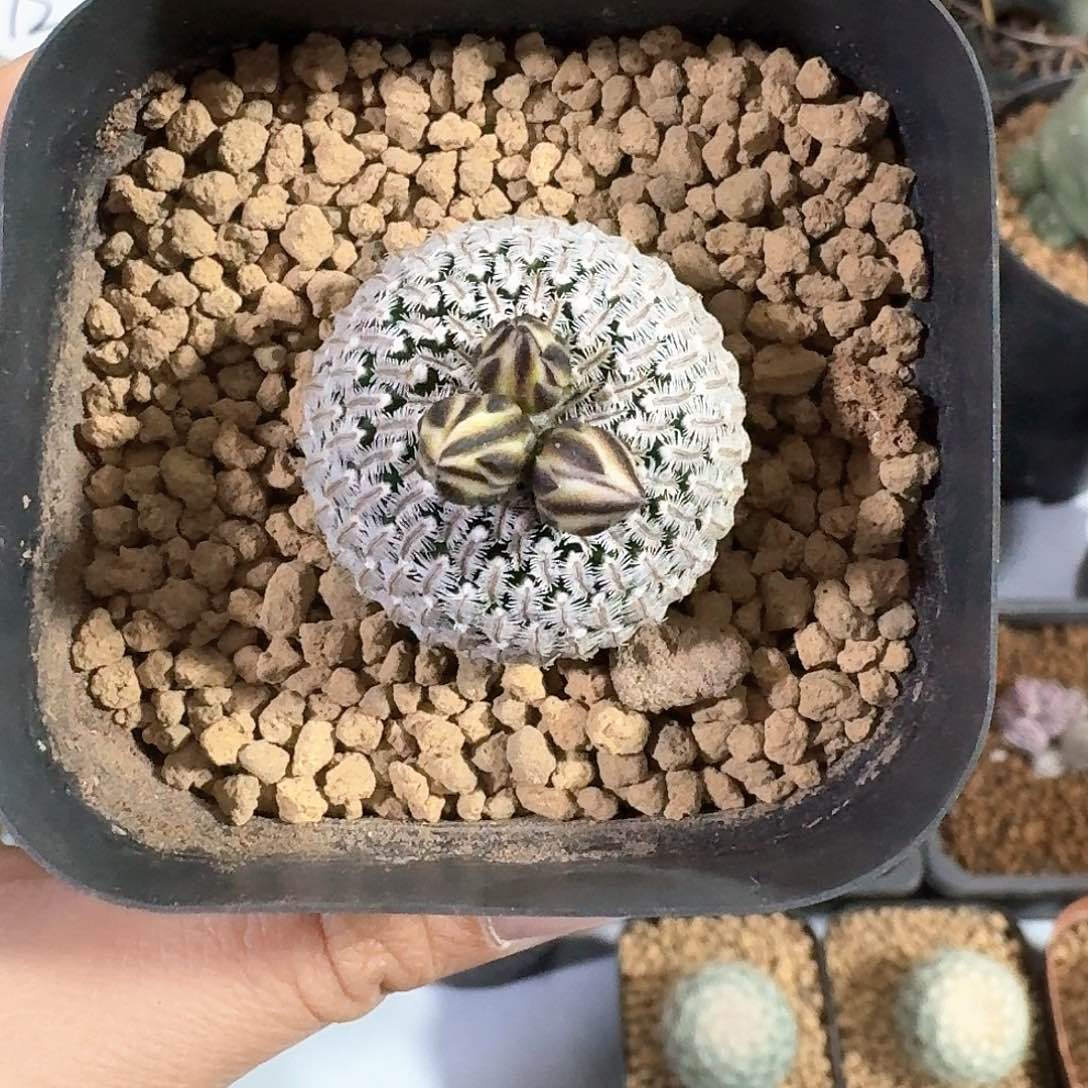 精巧殿仙人球123