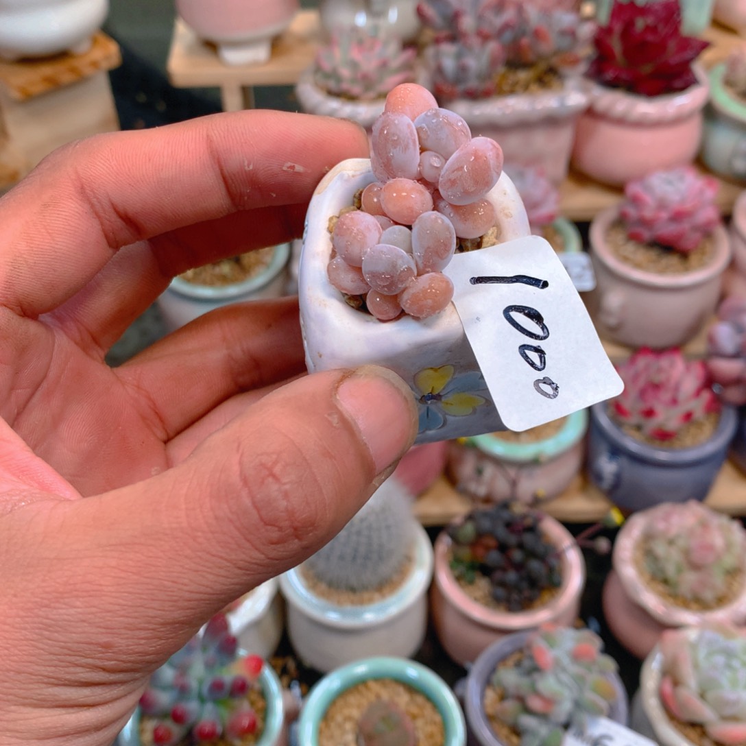 P肉萌萌5cm拇指盆精控多肉日1000