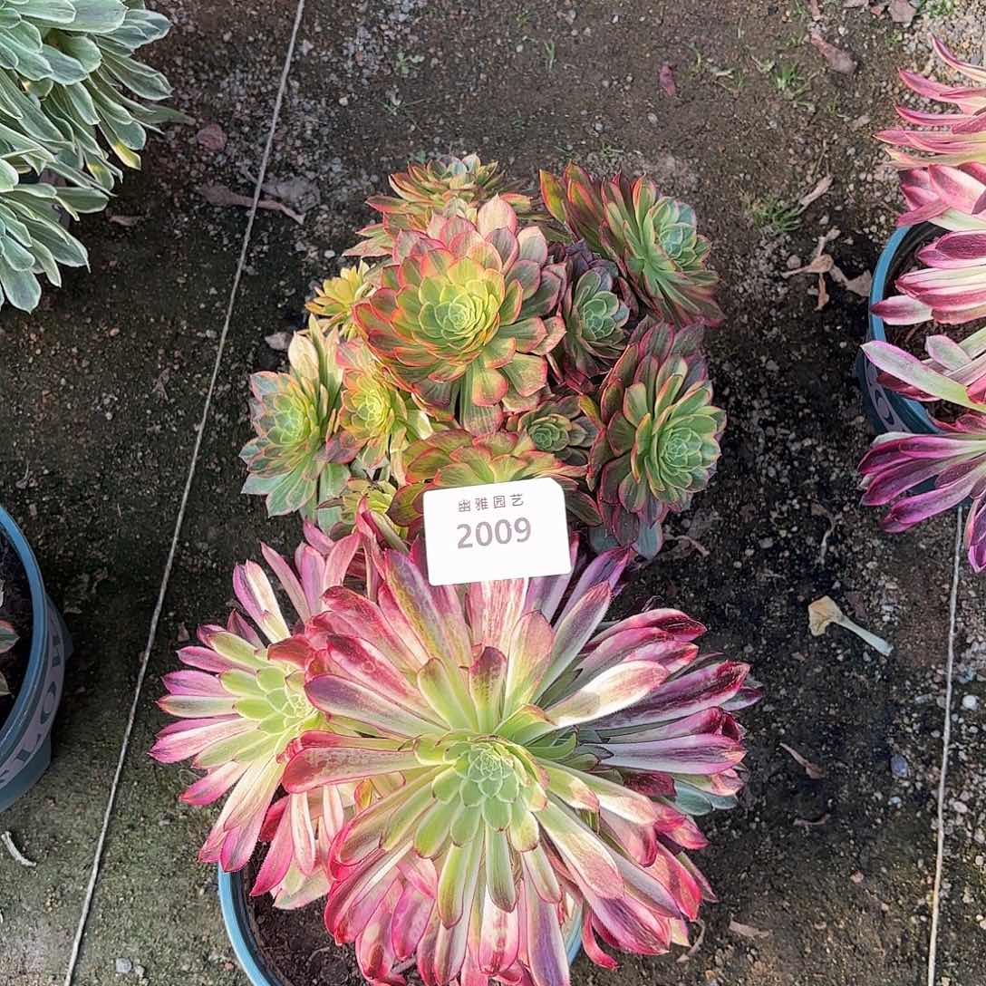 多肉法师莲花➕仙魔2009