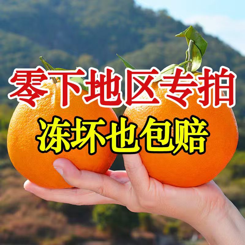 【防冻装-零下地区拍】正宗四川春见耙耙柑当季新鲜水果特级粑粑柑