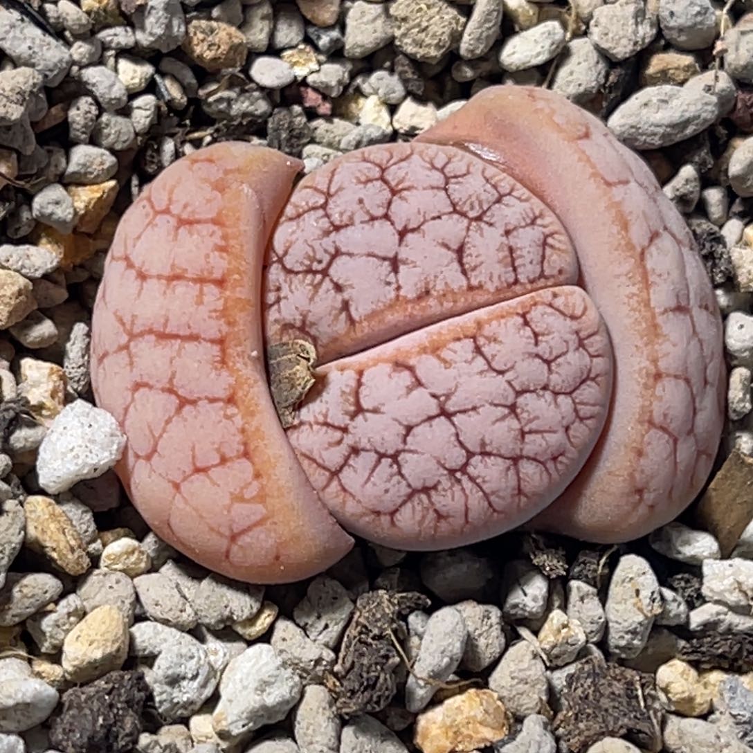 雨***）8798睫毛雪岚一颗。   