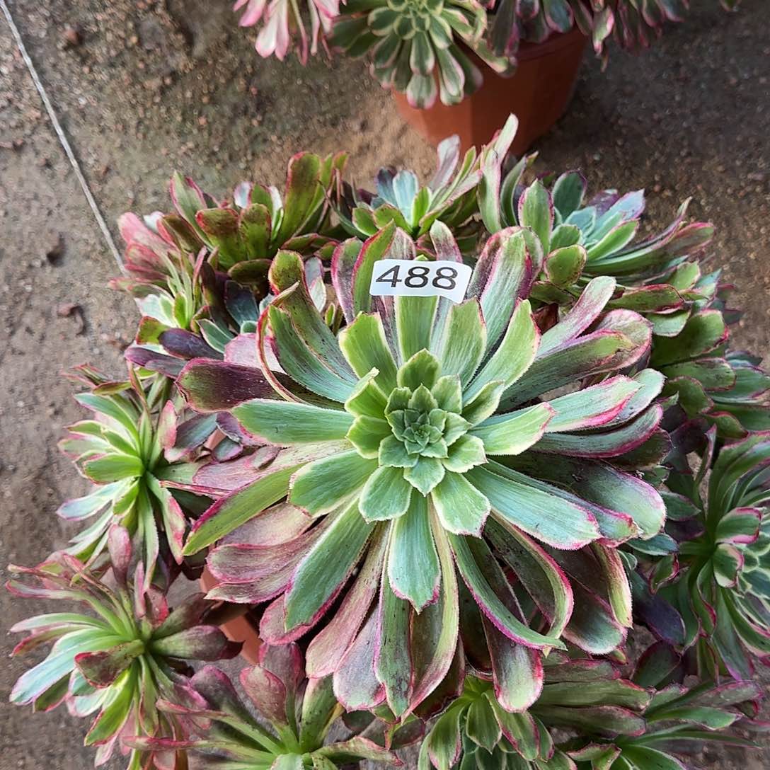 多肉植物法师波斯绿体488