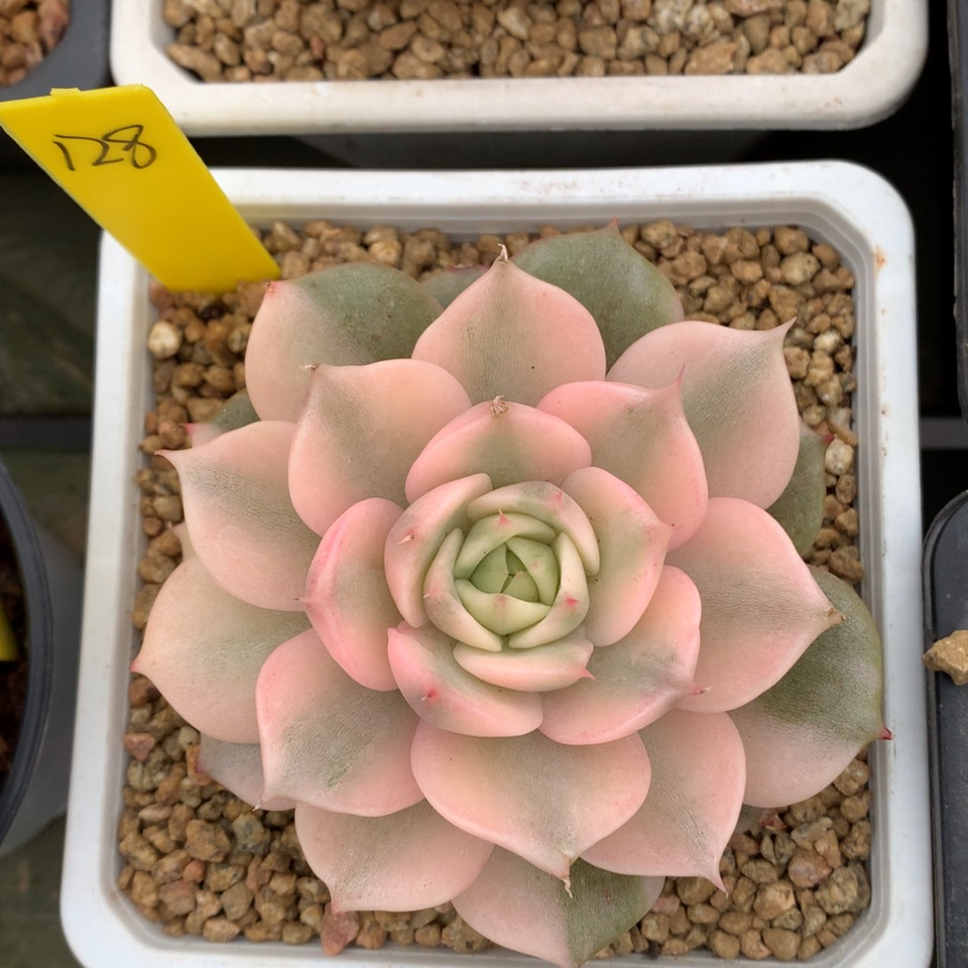 贝加尔湖锦 单头 一颗 