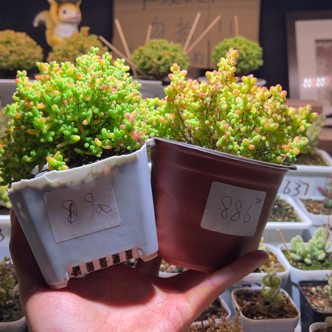 咕***咕组合一物一拍包开箱