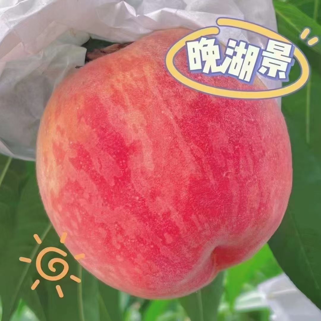 川渝次日达$龙泉驿压轴晚湖景水蜜桃