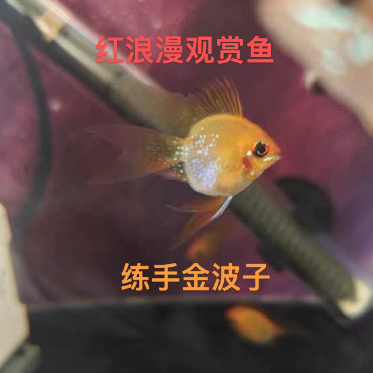 新手练手金波子短鲷小型热带活体观赏鱼淡水宠物鱼