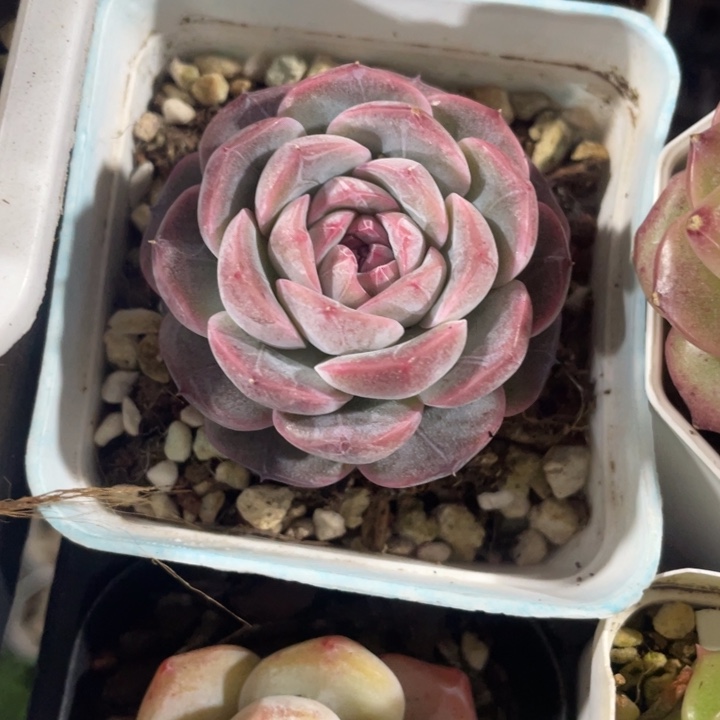 紫丁香18一盆8888888