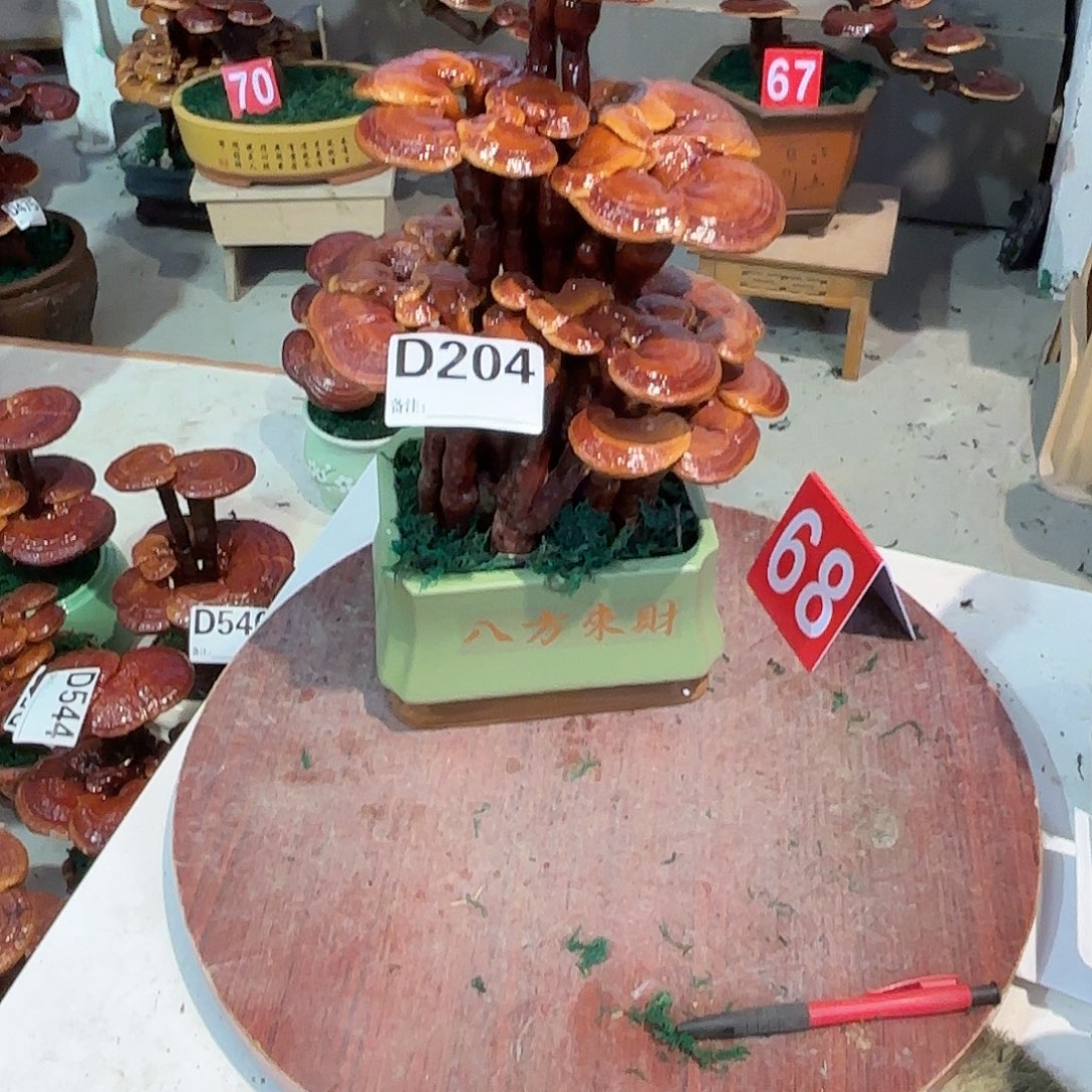 世***妙无花朵灵芝88888888888888888