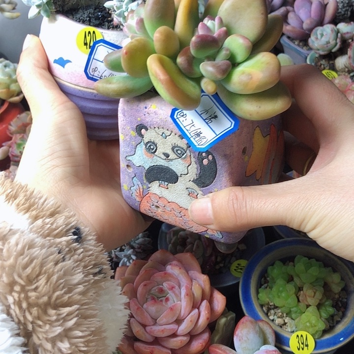 小*.小诺  2带盆