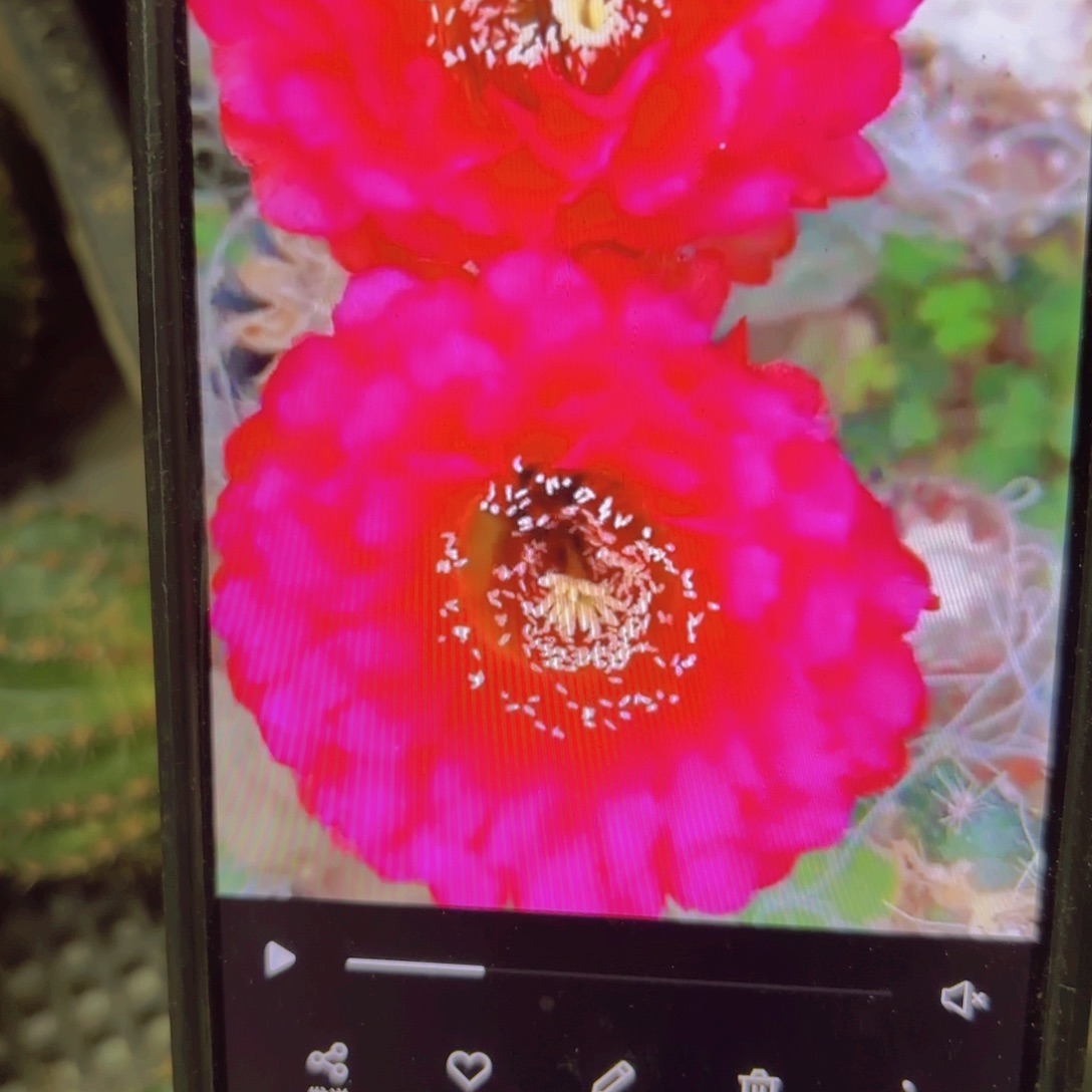 中国心彩侧牙20包邮仙人球28