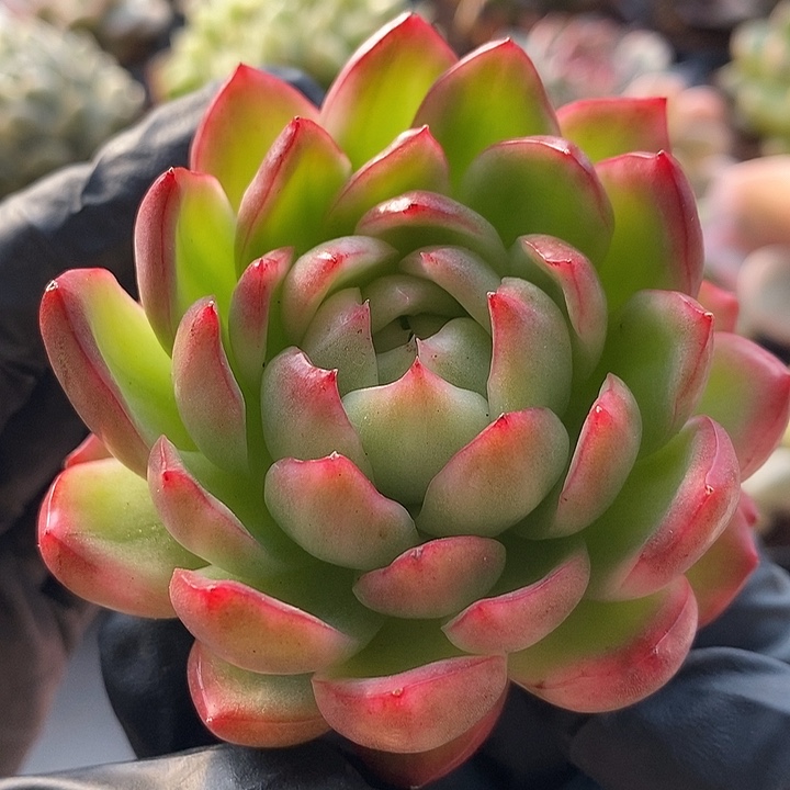 珍妮锦多肉植物多肉