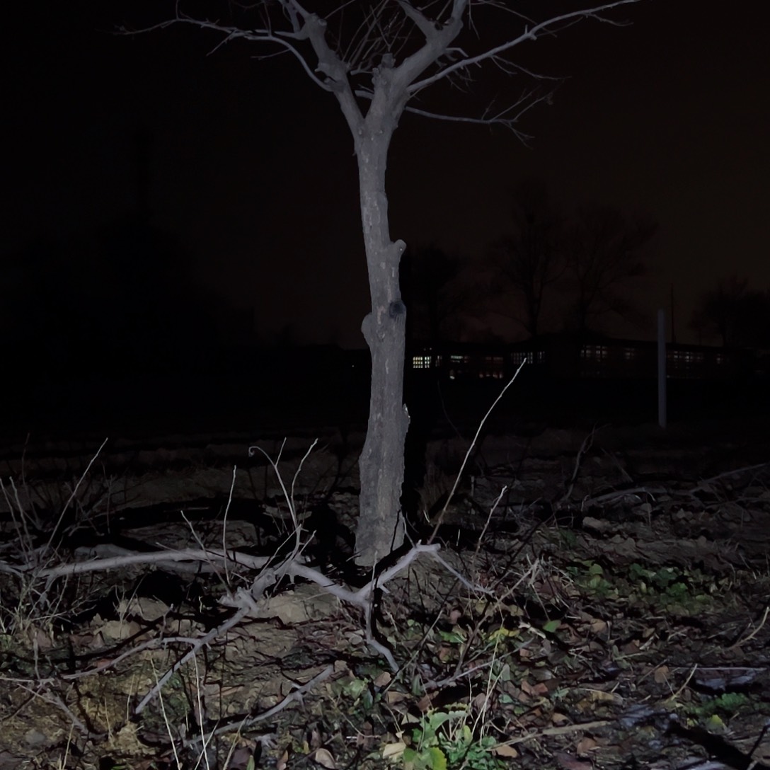 无花朵柿子树柿子树