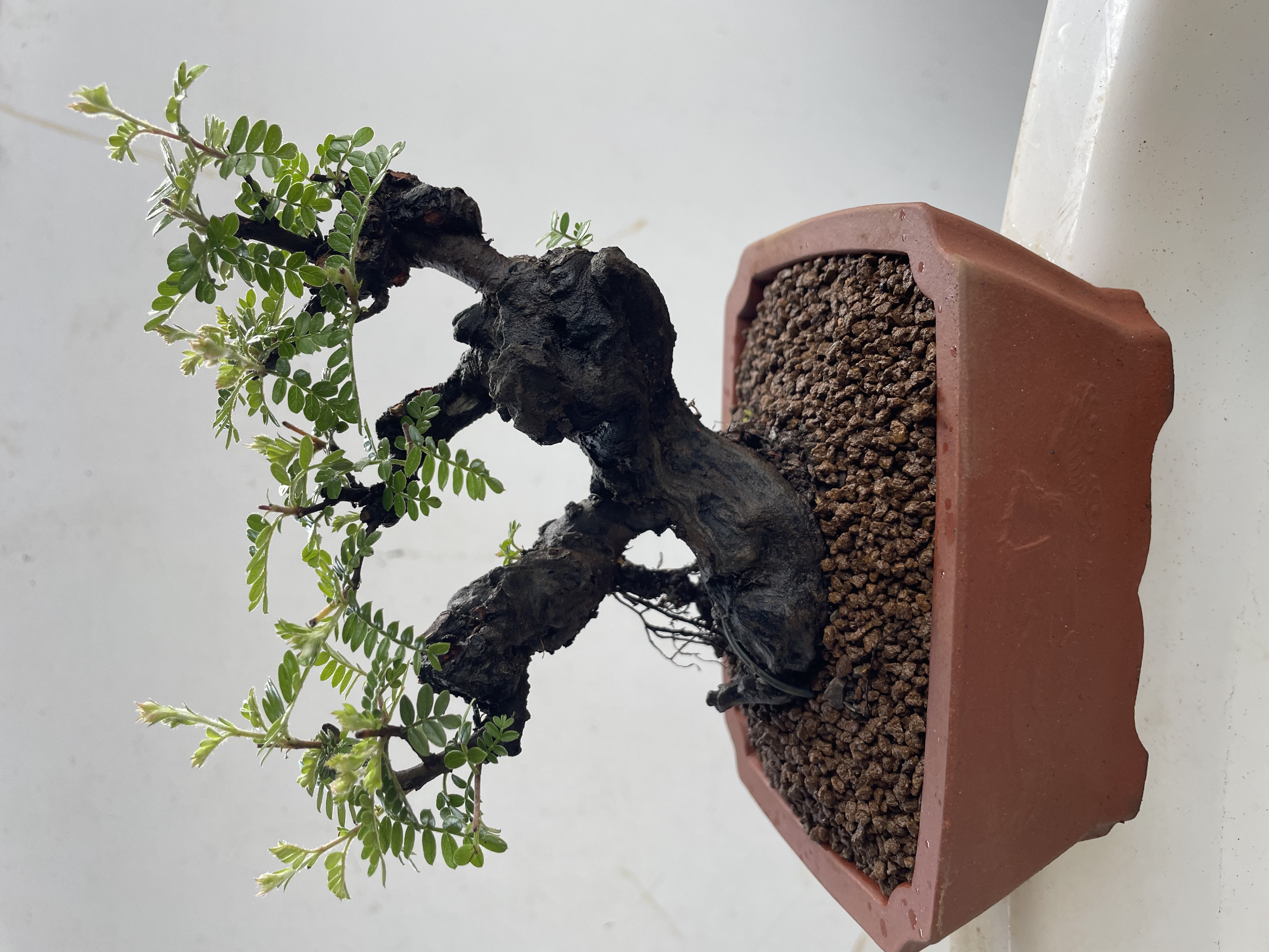 云南各类盆景素材