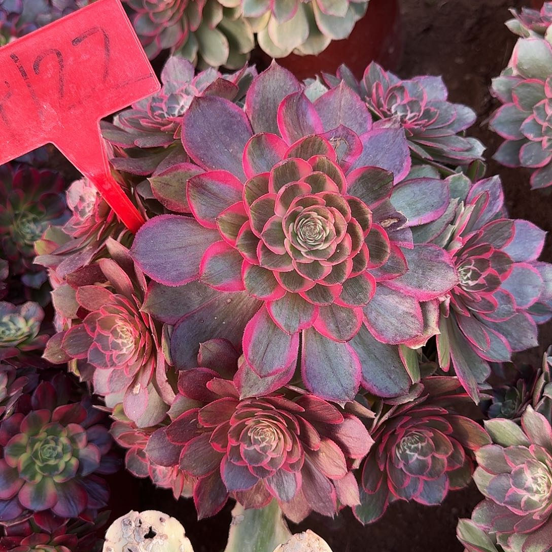 4122莲花座多肉法师