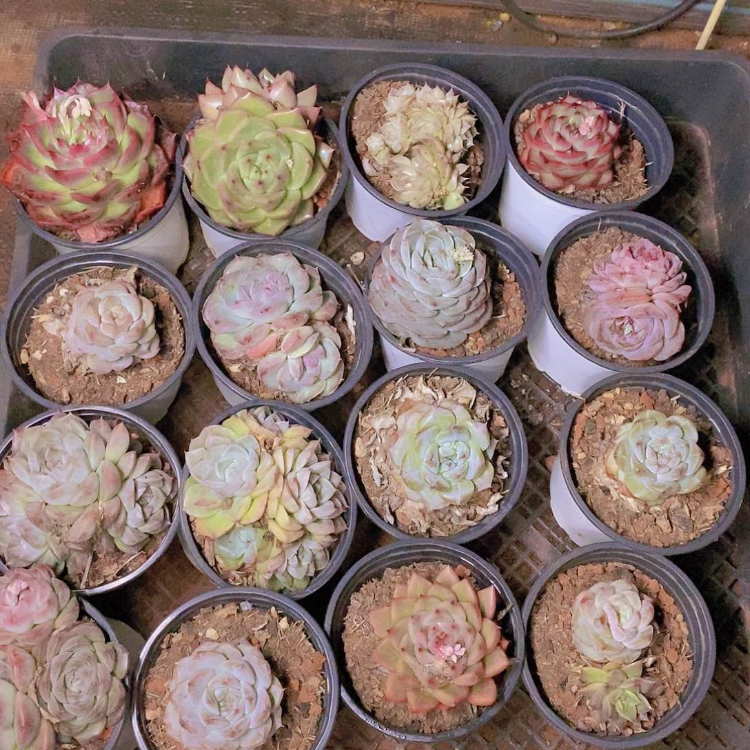 【闪购商品】云157