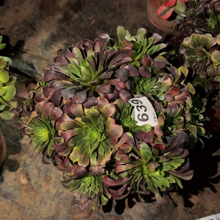 639莫兰迪多肉植物不售后