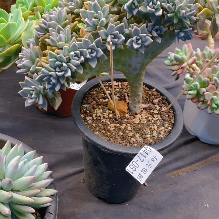 小*点夏悦多肉0417-81淡雪缀