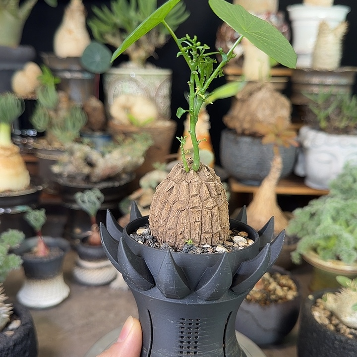 一物一拍老家龙甲龟120