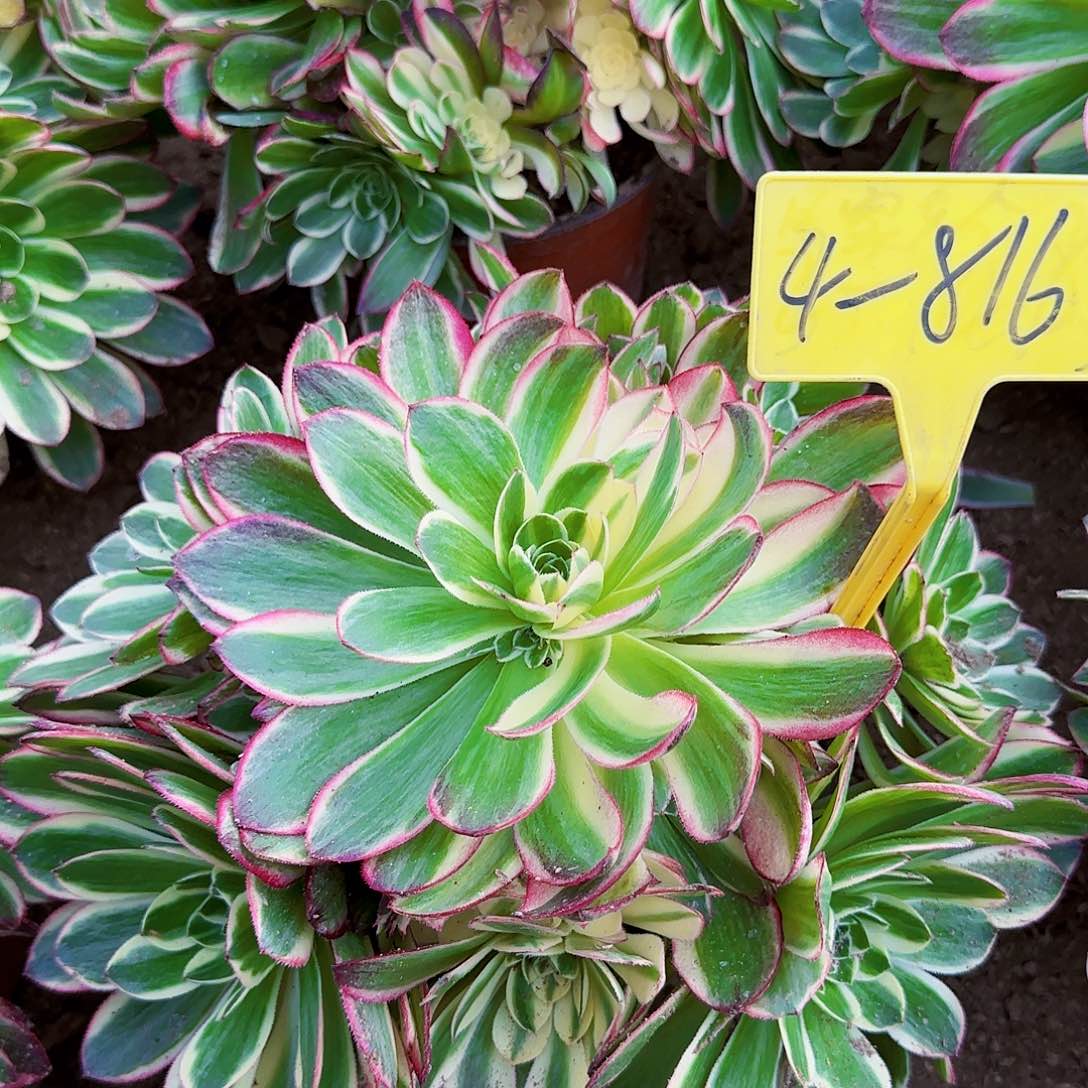 4-816-+-海王多肉植物